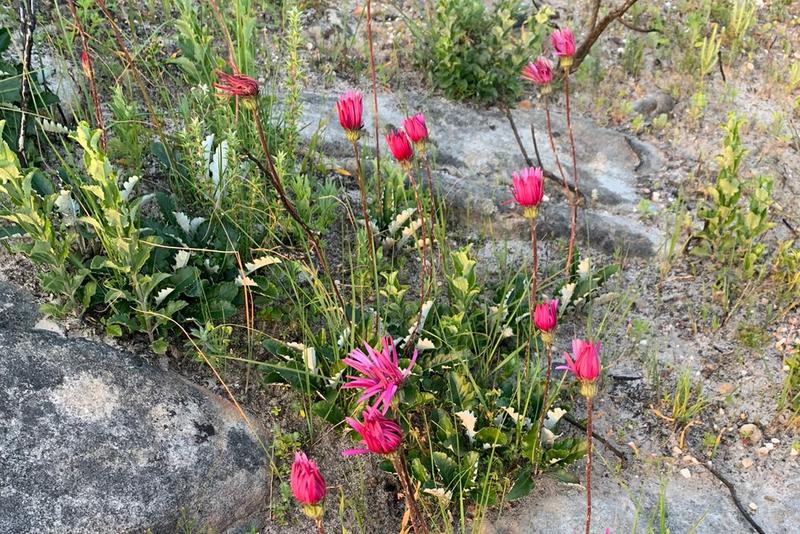 0 Bedroom Property for Sale in Piketberg Rural Western Cape